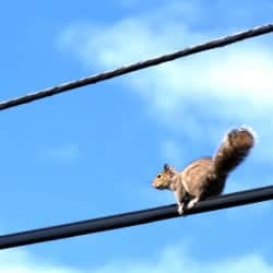 Squirrel pictured on power line